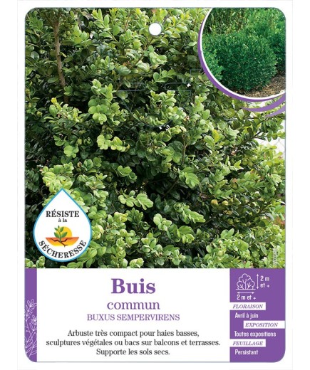 BUXUS SEMPERVIRENS voir Buis commun