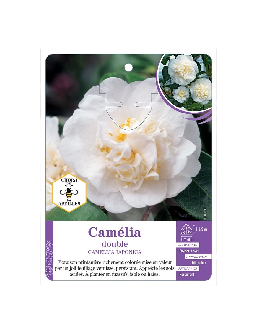 CAMELLIA JAPONICA DOUBLE (blanc)