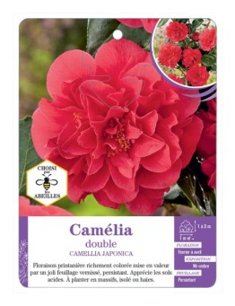 CAMELLIA JAPONICA DOUBLE (rouge)