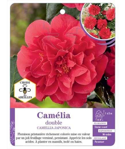 CAMELLIA JAPONICA DOUBLE (rouge)