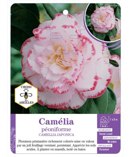CAMELLIA JAPONICA PÉONIFORME (blanc ourlé de rose)