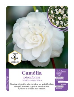 CAMELLIA JAPONICA PÉONIFORME (blanc)