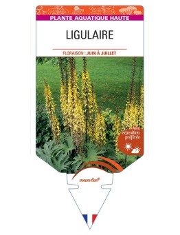 LIGULARIA przewalskii voir Ligulaire (fleur en épis)