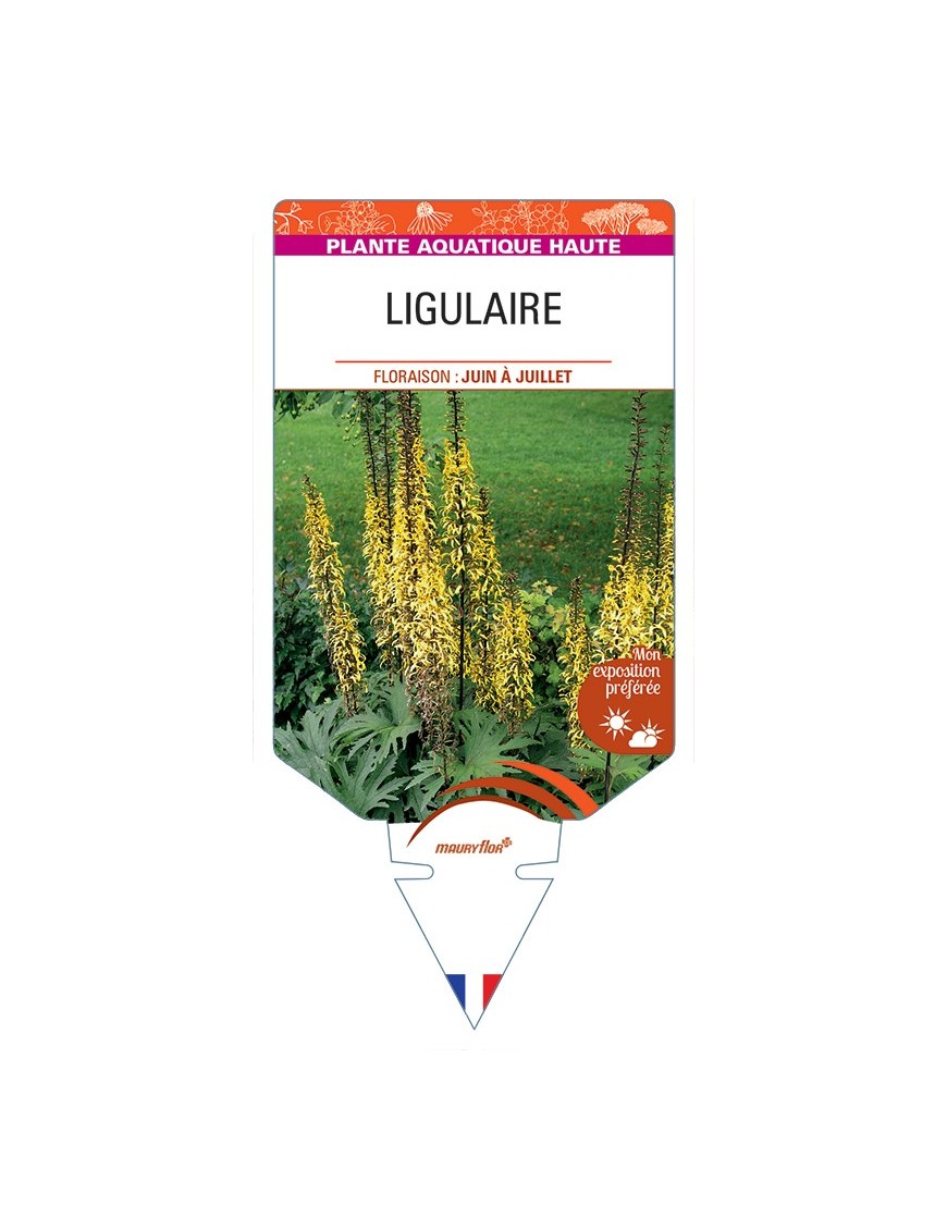LIGULARIA przewalskii voir Ligulaire (fleur en épis)
