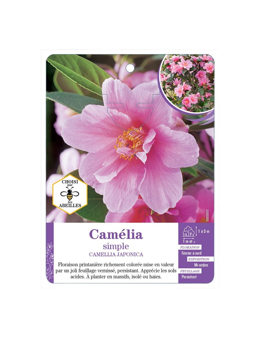 CAMELLIA JAPONICA SIMPLE (rose)