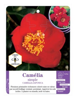 CAMELLIA JAPONICA SIMPLE (rouge)