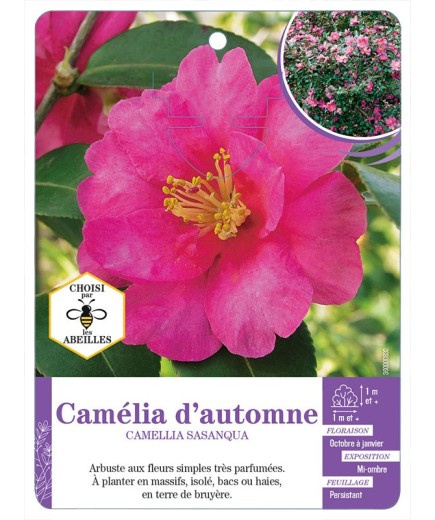 CAMELLIA SASANQUA voir Camélia d automne (rose)