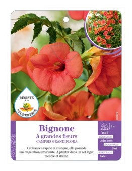CAMPSIS GRANDIFLORA voir Bignone à grandes fleurs