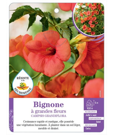 CAMPSIS GRANDIFLORA voir Bignone à grandes fleurs