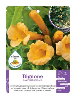 CAMPSIS RADICANS voir Bignone (jaune)