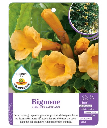 CAMPSIS RADICANS voir Bignone (jaune)