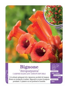 CAMPSIS RADICANS ATROPURPUREA voir Bignone (écarlate)