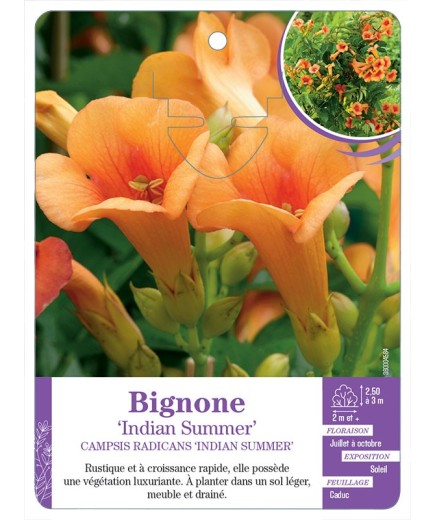 CAMPSIS RADICANS INDIAN SUMMER voir Bignone