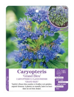 CARYOPTERIS X CLANDONENSIS GRAND BLEU