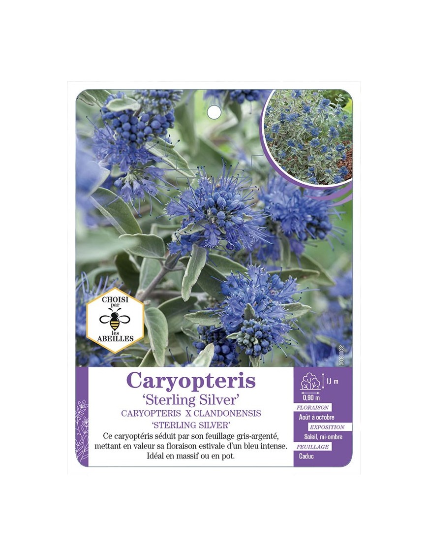 CARYOPTERIS X CLANDONENSIS STERLING SILVER