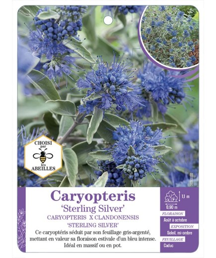 CARYOPTERIS X CLANDONENSIS STERLING SILVER