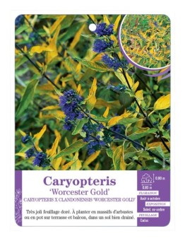 CARYOPTERIS X CLANDONENSIS WORCESTER GOLD