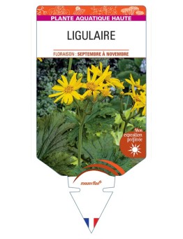 LIGULARIA x palmatiloba voir Ligulaire (petite fleur)