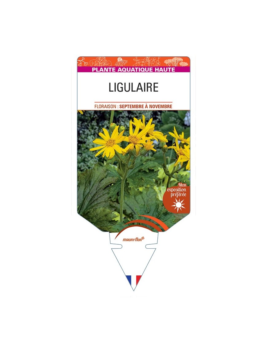 LIGULARIA x palmatiloba voir Ligulaire (petite fleur)