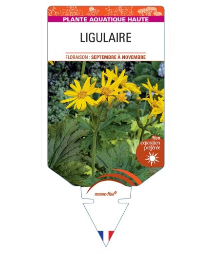 LIGULARIA x palmatiloba voir Ligulaire (petite fleur)
