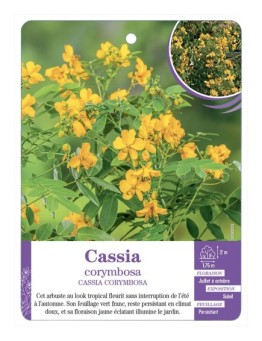 CASSIA CORYMBOSA