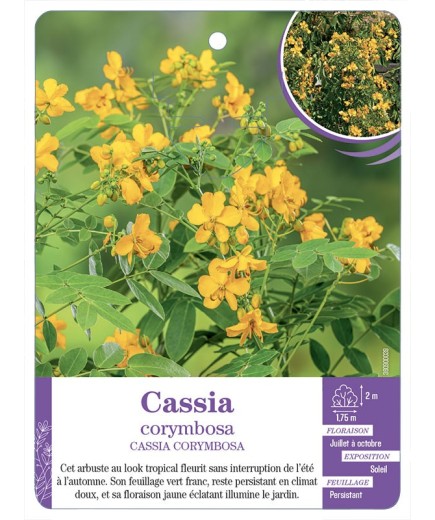 CASSIA CORYMBOSA