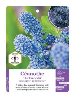 CEANOTHUS BURKWOODII