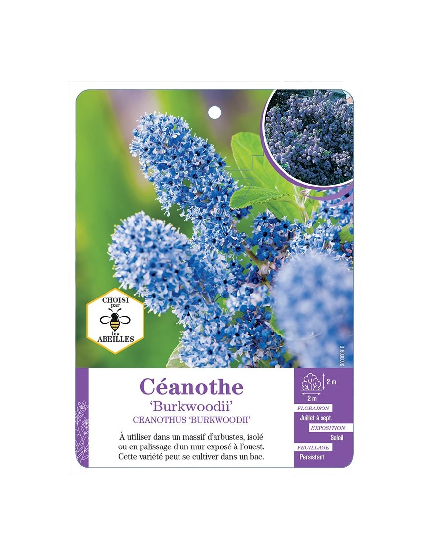 CEANOTHUS BURKWOODII