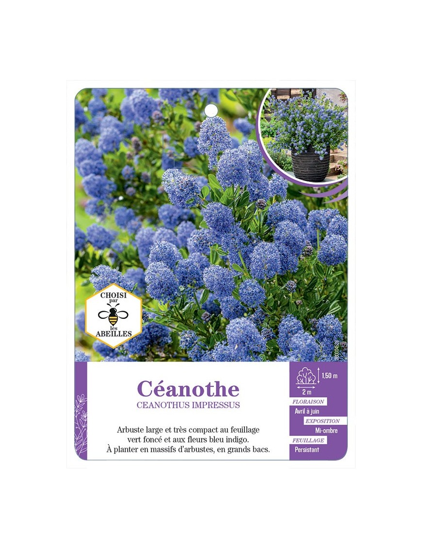CEANOTHUS IMPRESSUS (bleu)