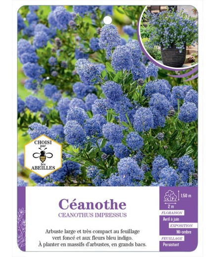 CEANOTHUS IMPRESSUS (bleu)