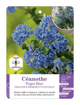 CEANOTHUS IMPRESSUS PUGET BLUE
