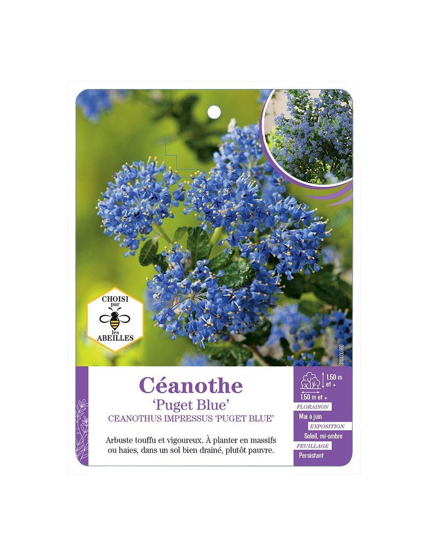 CEANOTHUS IMPRESSUS PUGET BLUE