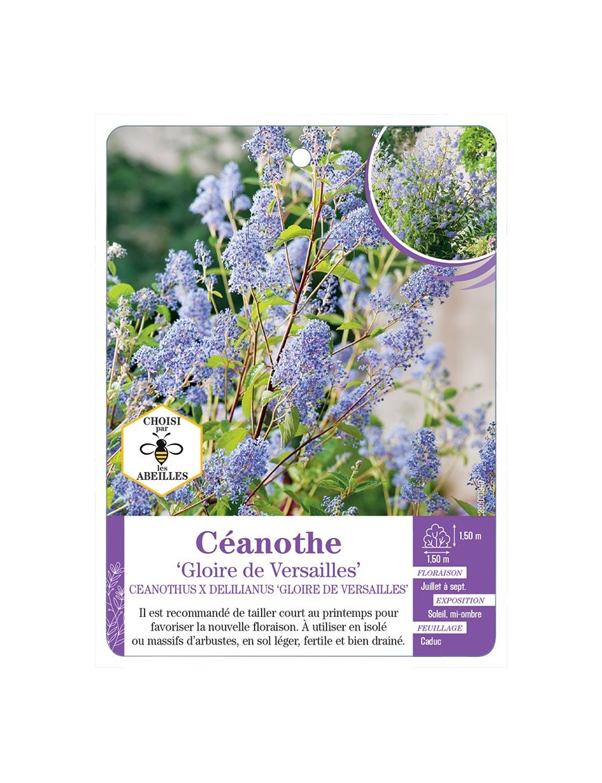 CEANOTHUS X DELILIANUS GLOIRE DE VERSAILLES