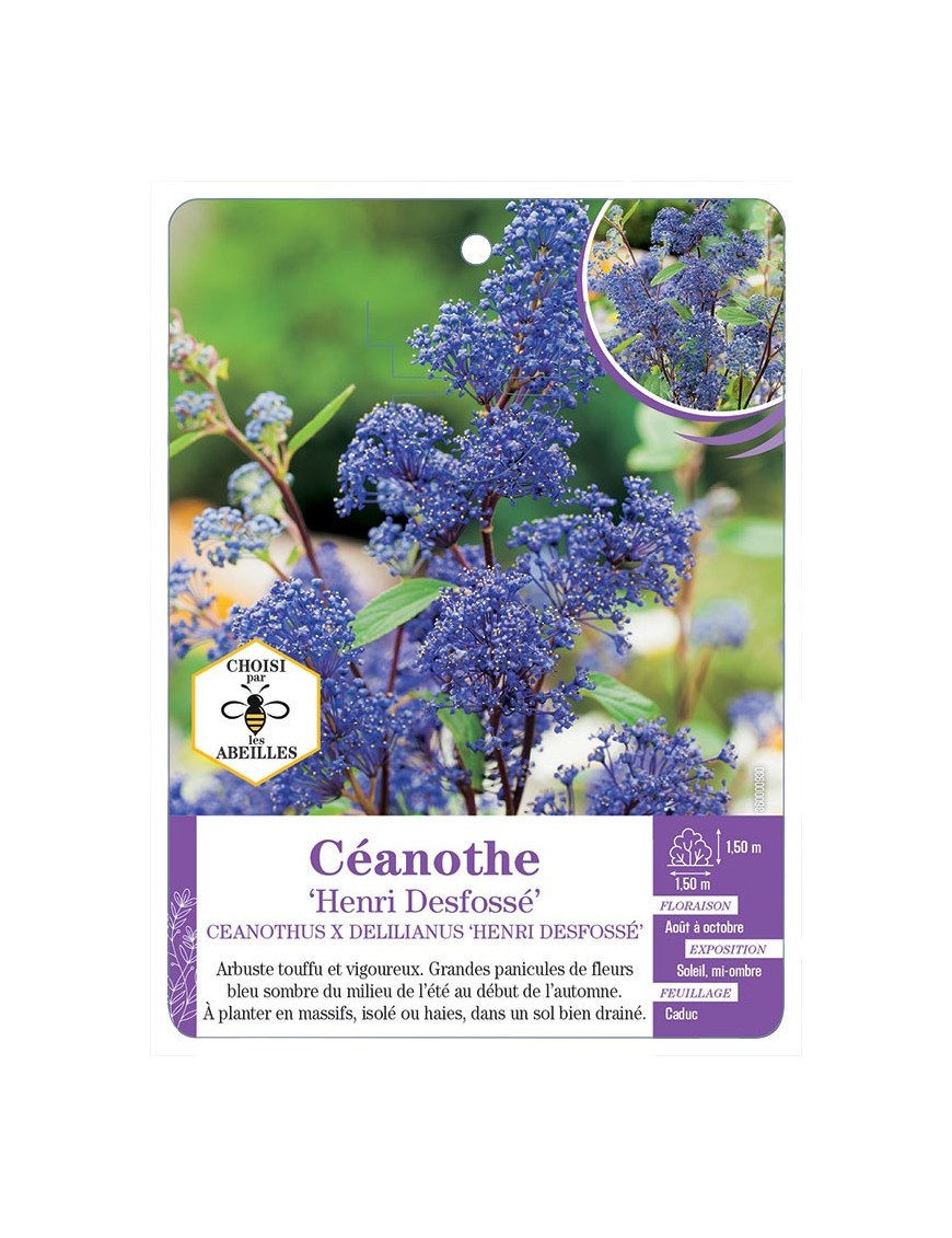 CEANOTHUS X DELILIANUS HENRI DESFOSSÉ