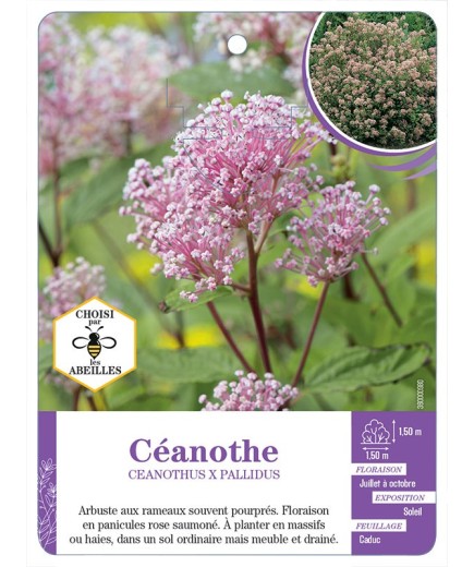 CEANOTHUS X PALLIDUS (rose)