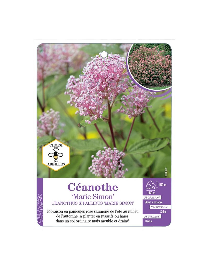 CEANOTHUS X PALLIDUS MARIE SIMON