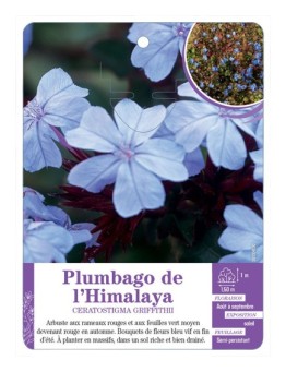 CERATOSTIGMA GRIFFITHII voir Plumbago de l’Himalaya