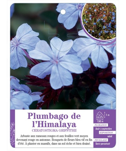 CERATOSTIGMA GRIFFITHII voir Plumbago de l’Himalaya