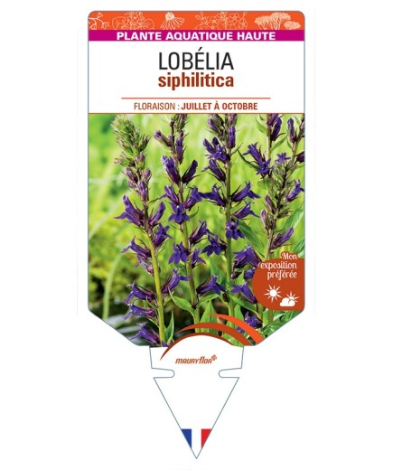 LOBELIA siphilitica