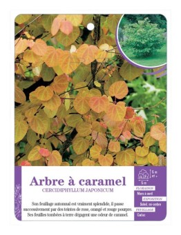 CERCIDIPHYLLUM JAPONICUM voir Arbre à caramel