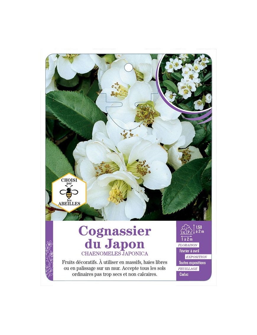 CHAENOMELES JAPONICA voir Cognassier du Japon