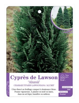 CHAMAECYPARIS LAWSONIANA ALUMII voir Cyprès de Lawson