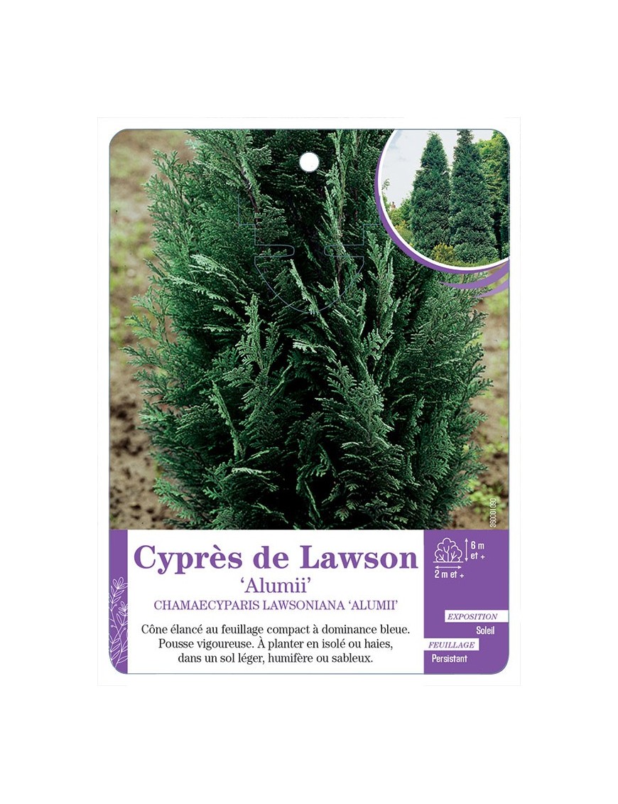 CHAMAECYPARIS LAWSONIANA ALUMII voir Cyprès de Lawson