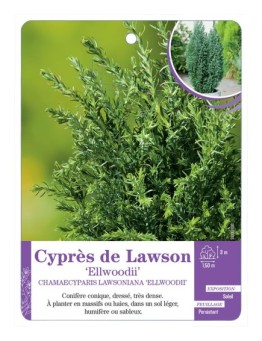 CHAMAECYPARIS LAWSONIANA ELLWOODII voir Cyprès de Lawson