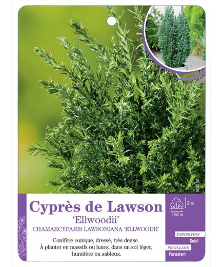 CHAMAECYPARIS LAWSONIANA ELLWOODII voir Cyprès de Lawson
