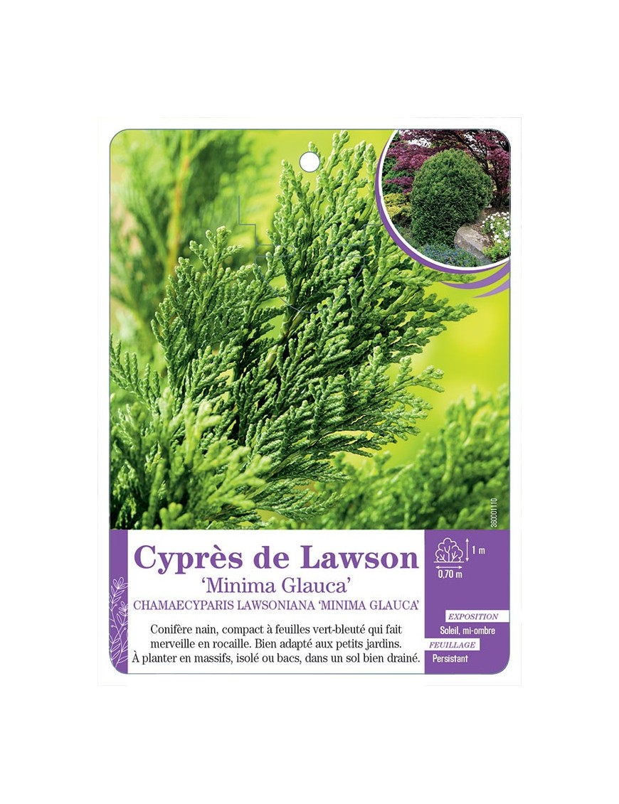 CHAMAECYPARIS LAWSONIANA MINIMA GLAUCA voir Cyprès de Lawson