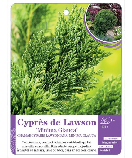 CHAMAECYPARIS LAWSONIANA MINIMA GLAUCA voir Cyprès de Lawson