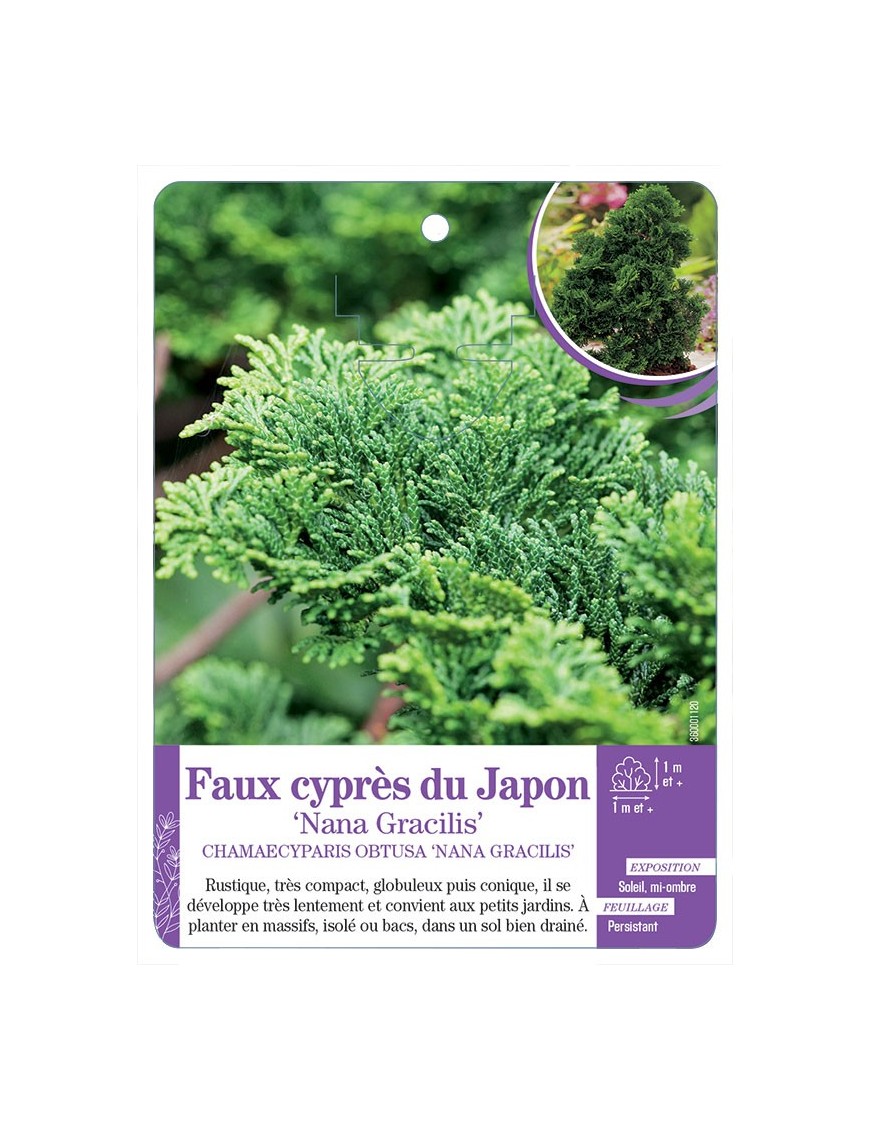 CHAMAECYPARIS OBTUSA NANA GRACILIS voir Faux cyprès du Japon
