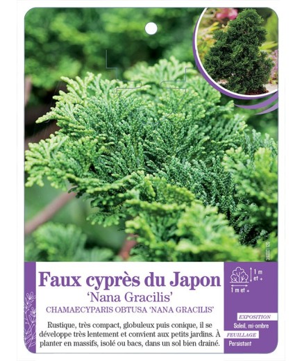 CHAMAECYPARIS OBTUSA NANA GRACILIS voir Faux cyprès du Japon