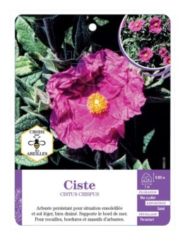 CISTUS CRISPUS voir Ciste